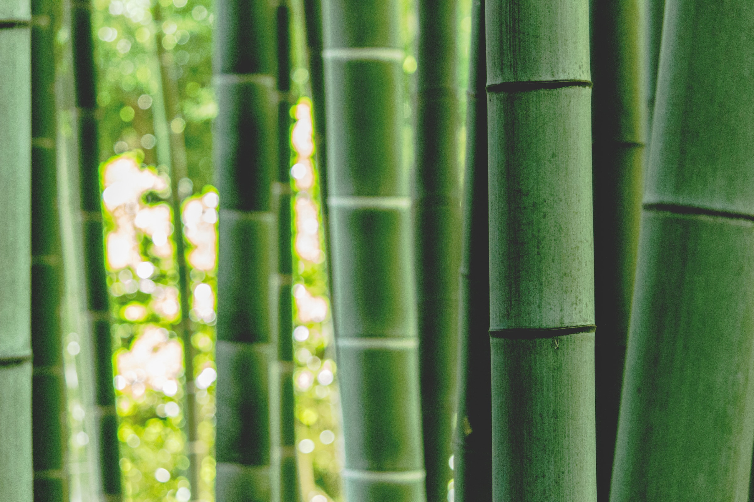 The Bamboo Tree And The Kairos Effect